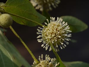 kratom strains