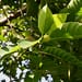 Fruit bearing tree